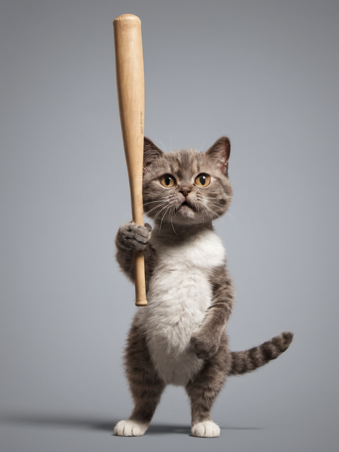 00114--3509613598-a cat holding a baseball bat, batting pose,  _lora_add_detail_1_, highly detailed.png